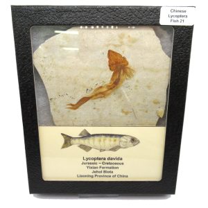China Jurassic-Cretaceous Lycoptera Fish 21 | Fossils for Sale Genuine Jurassic to Cretaceous Age Lycoptera Fish Fossil for Sale from China #21