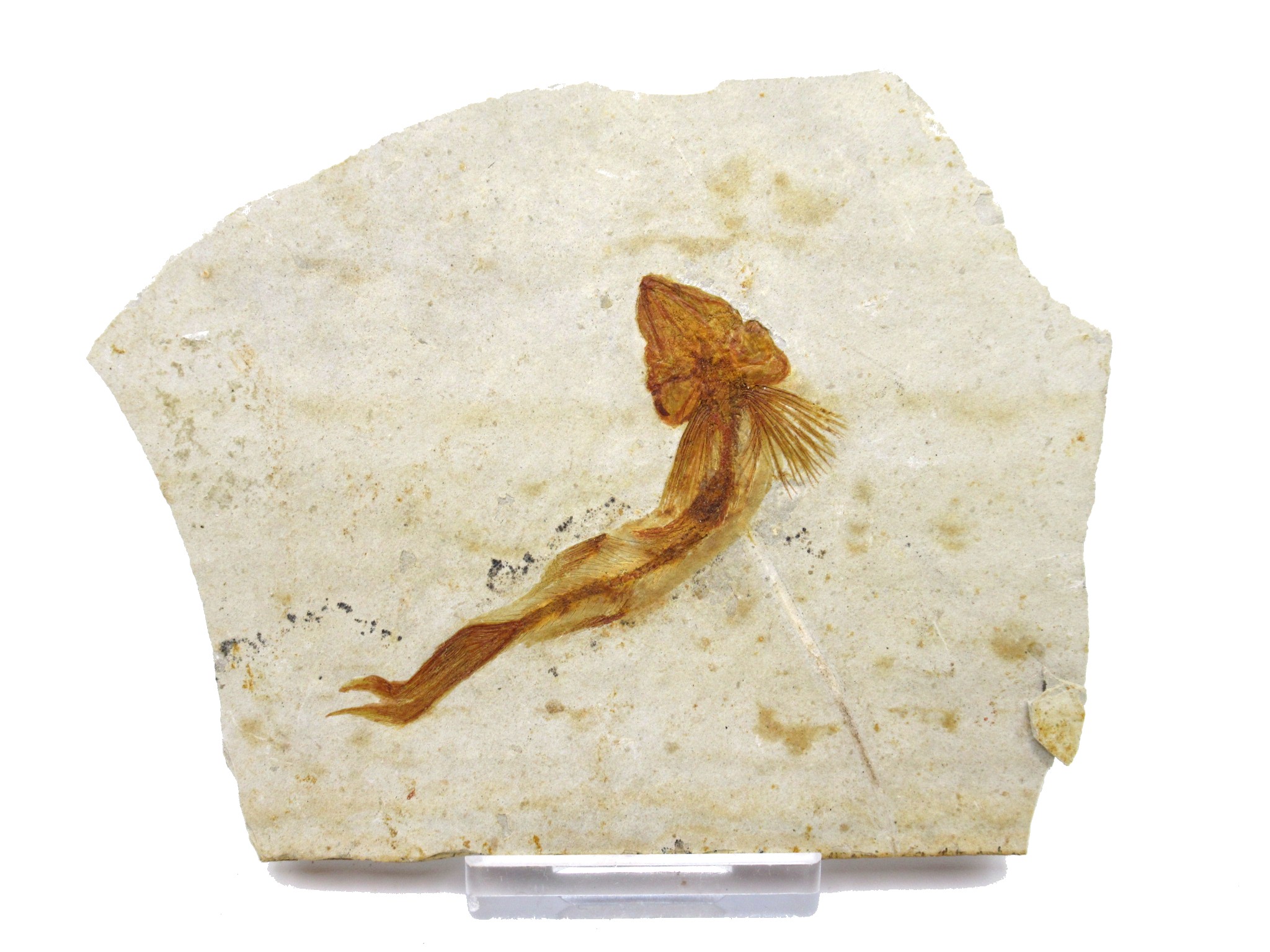 China Jurassic-Cretaceous Lycoptera Fish 21a | Fossils for Sale Genuine Jurassic to Cretaceous Age Lycoptera Fish Fossil for Sale from China #21a