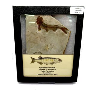 China Jurassic-Cretaceous Lycoptera Fish 22 | Fossils for Sale Genuine Jurassic to Cretaceous Age Lycoptera Fish Fossil for Sale from China #22