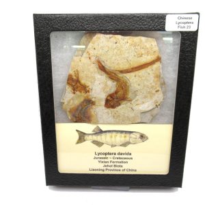 China Jurassic-Cretaceous Lycoptera Fish 23 | Fossils for Sale Genuine Jurassic to Cretaceous Age Lycoptera Fish Fossil for Sale from China #23