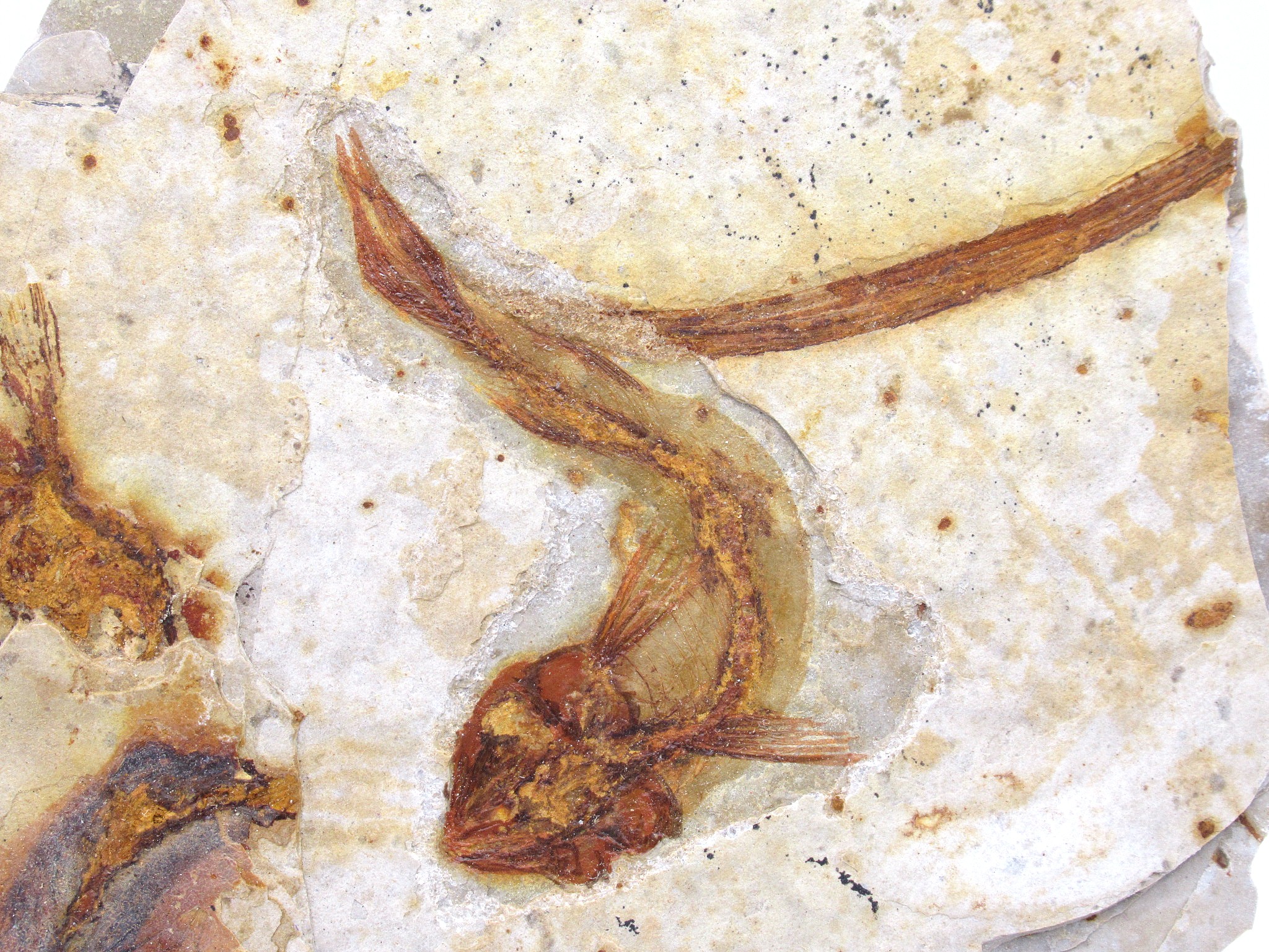China Jurassic-Cretaceous Lycoptera Fish 23b | Fossils for Sale Genuine Jurassic to Cretaceous Age Lycoptera Fish Fossil for Sale from China #23b