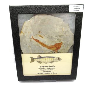 China Jurassic-Cretaceous Lycoptera Fish 24 | Fossils for Sale Genuine Jurassic to Cretaceous Age Lycoptera Fish Fossil for Sale from China #24