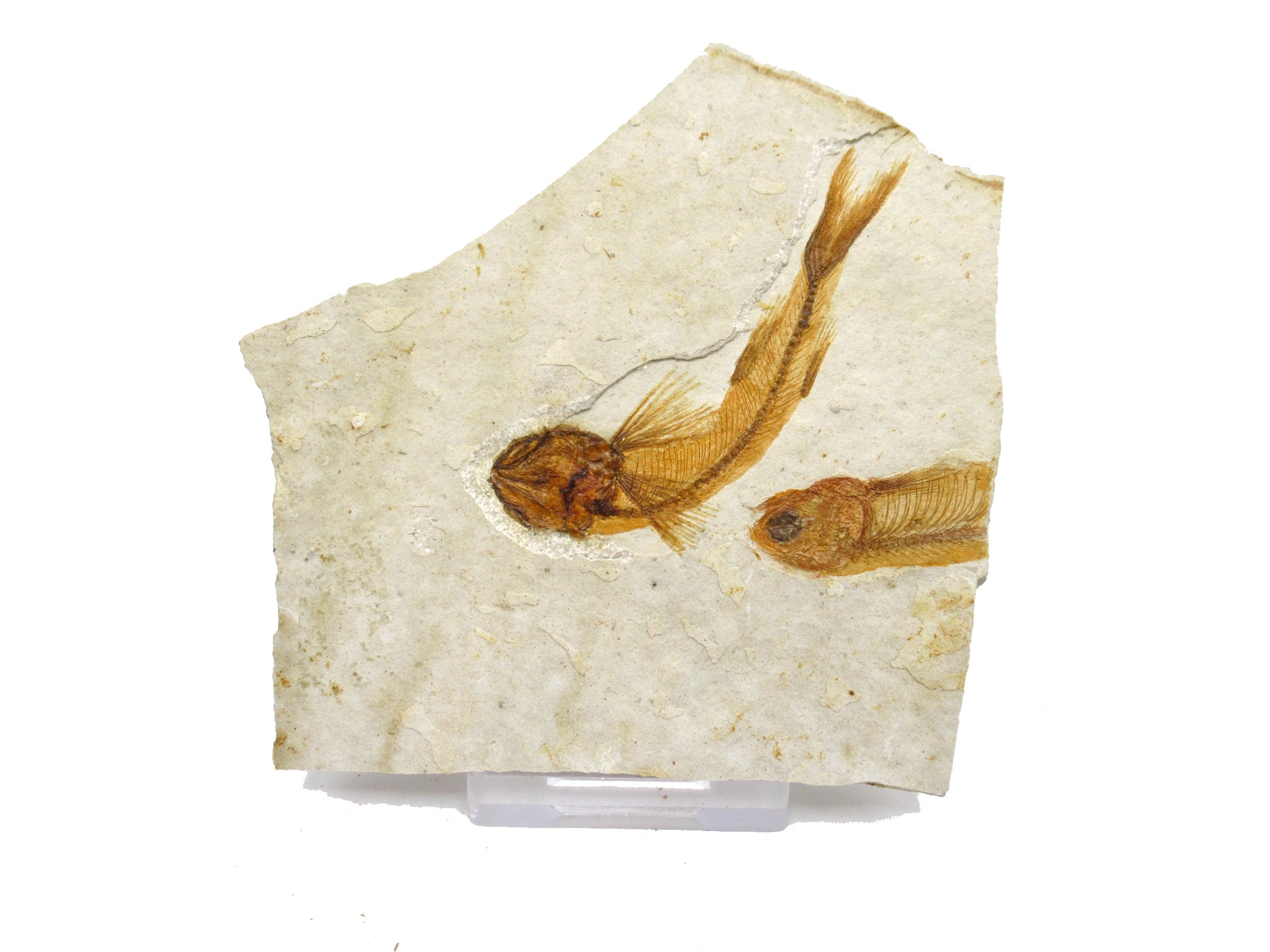 China Jurassic-Cretaceous Lycoptera Fish 25a | Fossils for Sale Genuine Jurassic to Cretaceous Age Lycoptera Fish Fossil for Sale from China #25a