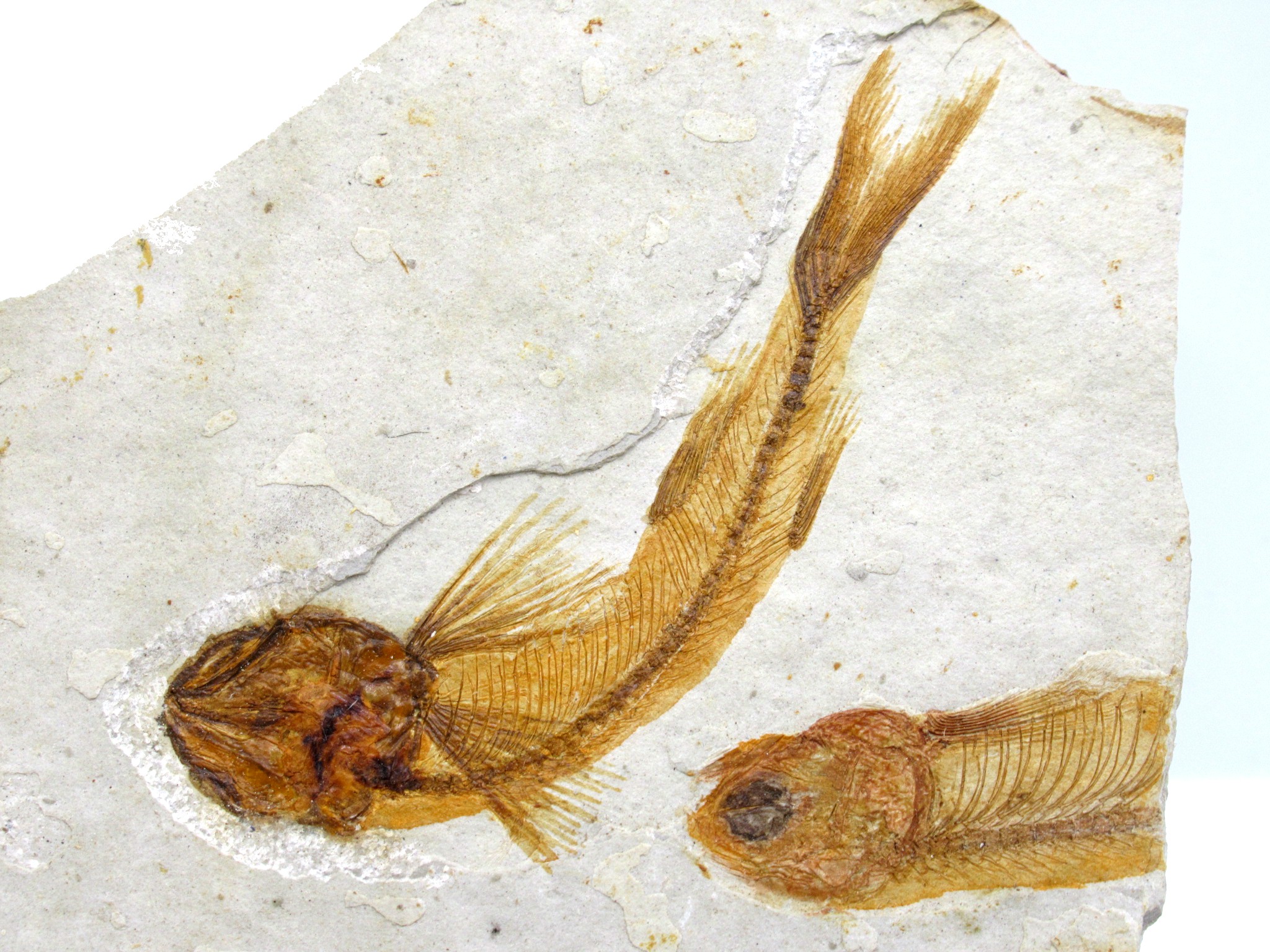 China Jurassic-Cretaceous Lycoptera Fish 25b | Fossils for Sale Genuine Jurassic to Cretaceous Age Lycoptera Fish Fossil for Sale from China #25b