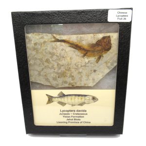China Jurassic-Cretaceous Lycoptera Fish 26 | Fossils for Sale Genuine Jurassic to Cretaceous Age Lycoptera Fish Fossil for Sale from China #26