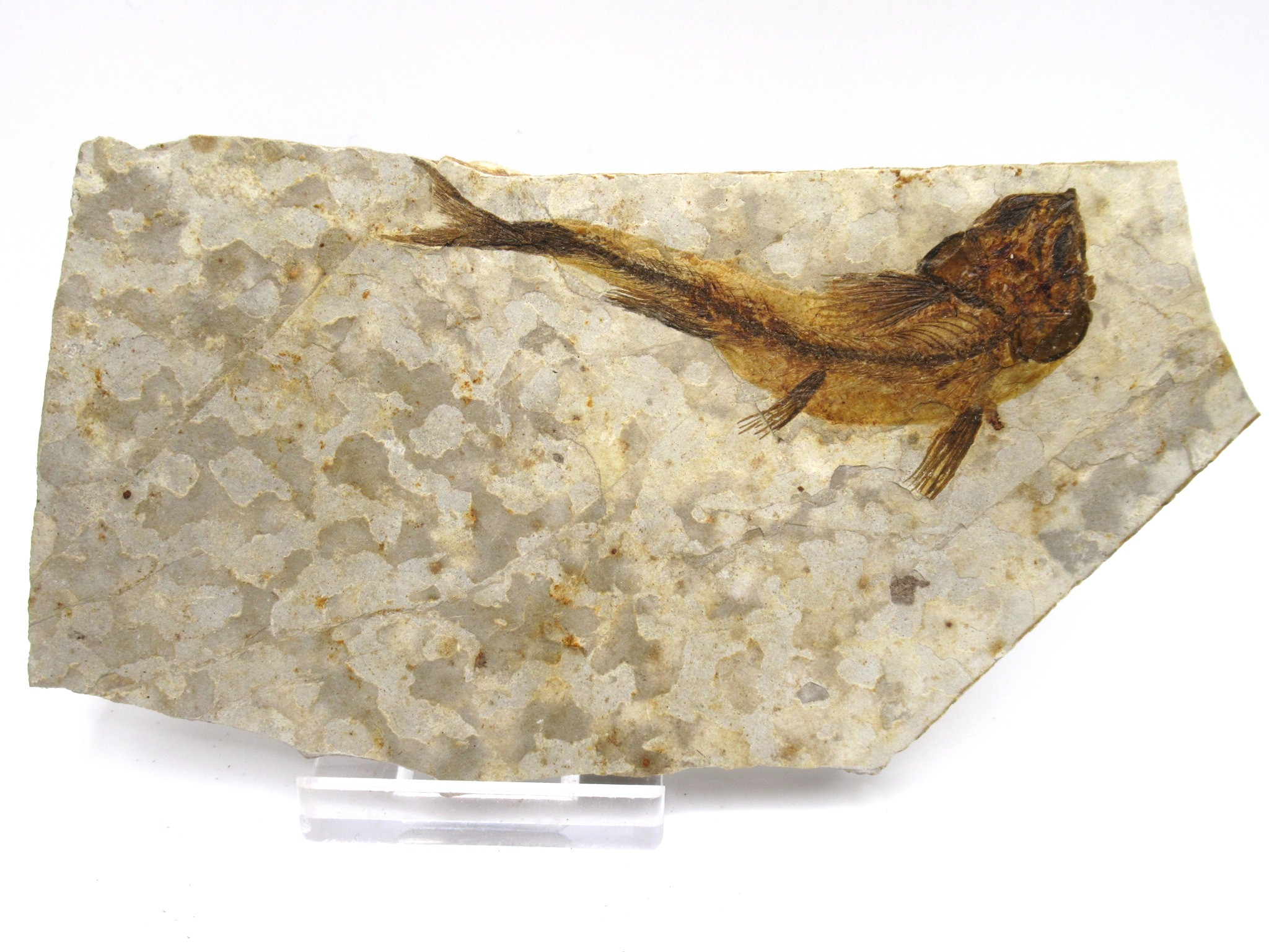 China Jurassic-Cretaceous Lycoptera Fish 26a | Fossils for Sale Genuine Jurassic to Cretaceous Age Lycoptera Fish Fossil for Sale from China #26a
