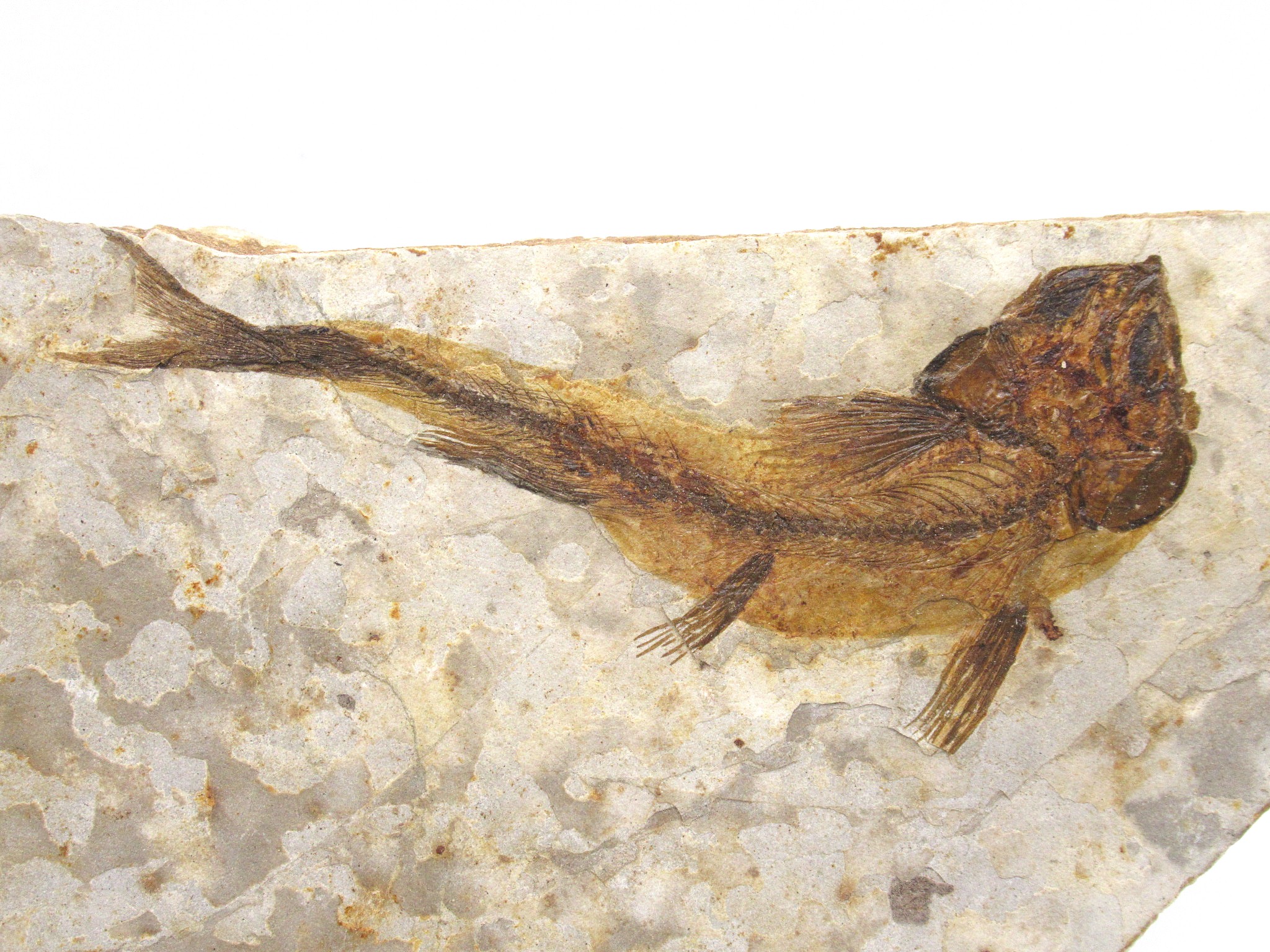 China Jurassic-Cretaceous Lycoptera Fish 26b | Fossils for Sale Genuine Jurassic to Cretaceous Age Lycoptera Fish Fossil for Sale from China #26b