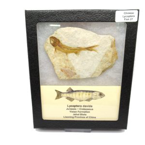 China Jurassic-Cretaceous Lycoptera Fish 27 | Fossils for Sale Genuine Jurassic to Cretaceous Age Lycoptera Fish Fossil for Sale from China #27