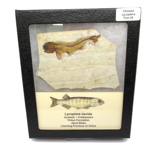 China Jurassic-Cretaceous Lycoptera Fish 29 | Fossils for Sale Genuine Jurassic to Cretaceous Age Lycoptera Fish Fossil for Sale from China #29
