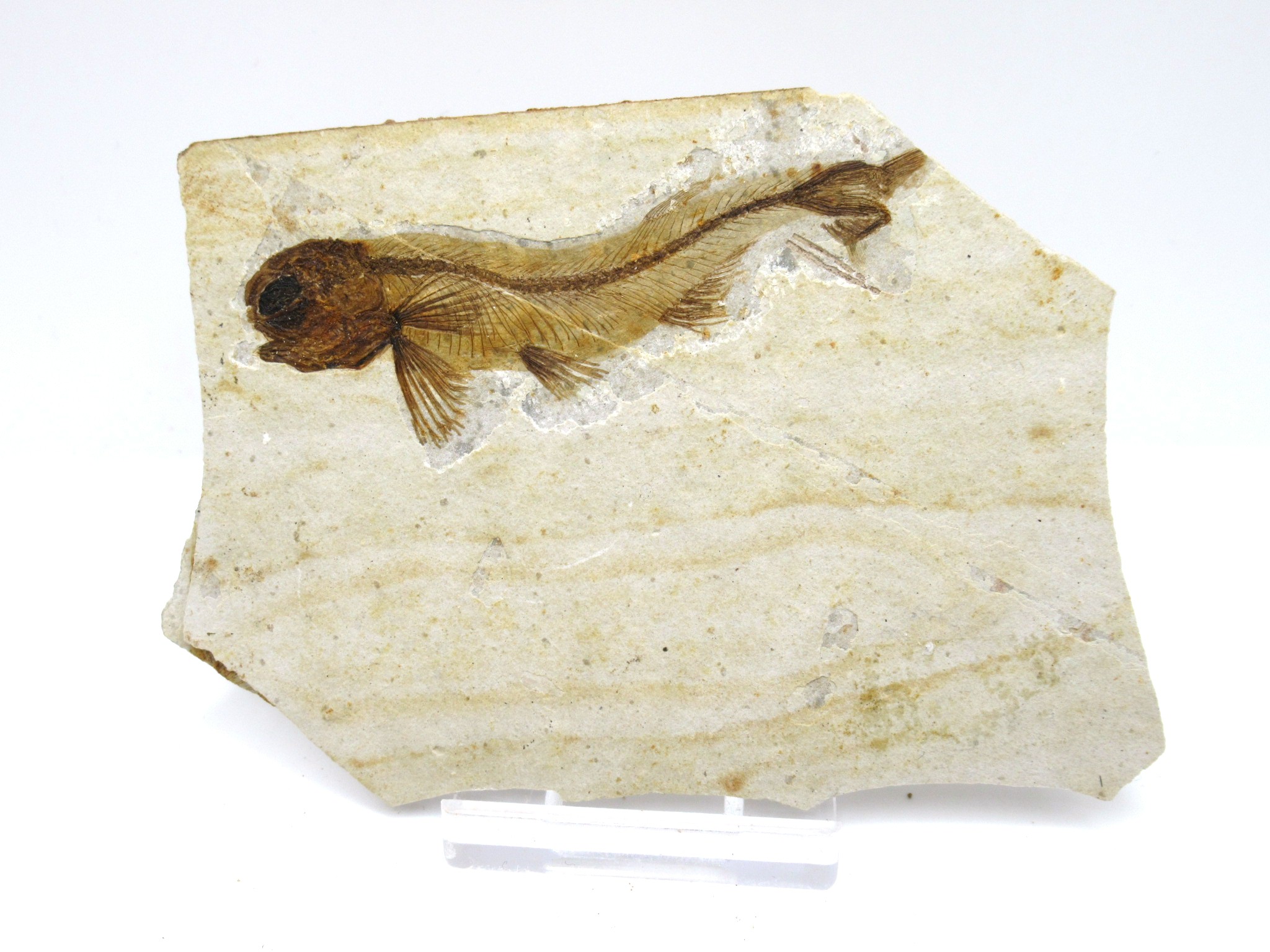 China Jurassic-Cretaceous Lycoptera Fish 29a | Fossils for Sale Genuine Jurassic to Cretaceous Age Lycoptera Fish Fossil for Sale from China #29a