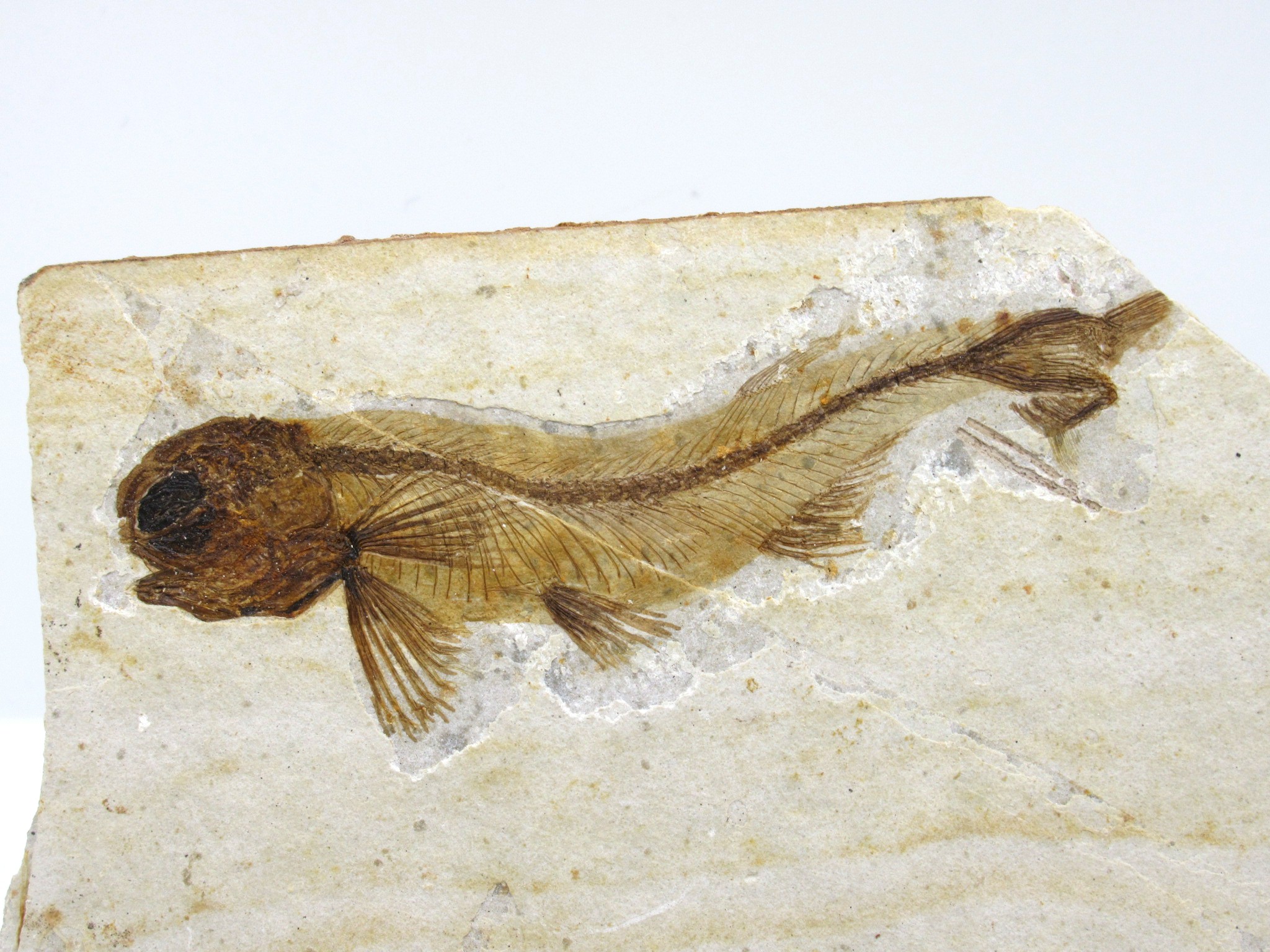 China Jurassic-Cretaceous Lycoptera Fish 29b | Fossils for Sale Genuine Jurassic to Cretaceous Age Lycoptera Fish Fossil for Sale from China #29b