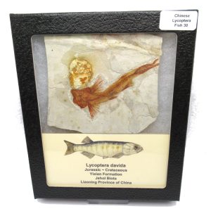China Jurassic-Cretaceous Lycoptera Fish 30 | Fossils for Sale Genuine Jurassic to Cretaceous Age Lycoptera Fish Fossil for Sale from China #30