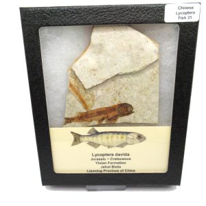 China Jurassic-Cretaceous Lycoptera Fish 31 | Fossils for Sale Genuine Jurassic to Cretaceous Age Lycoptera Fish Fossil for Sale from China #31