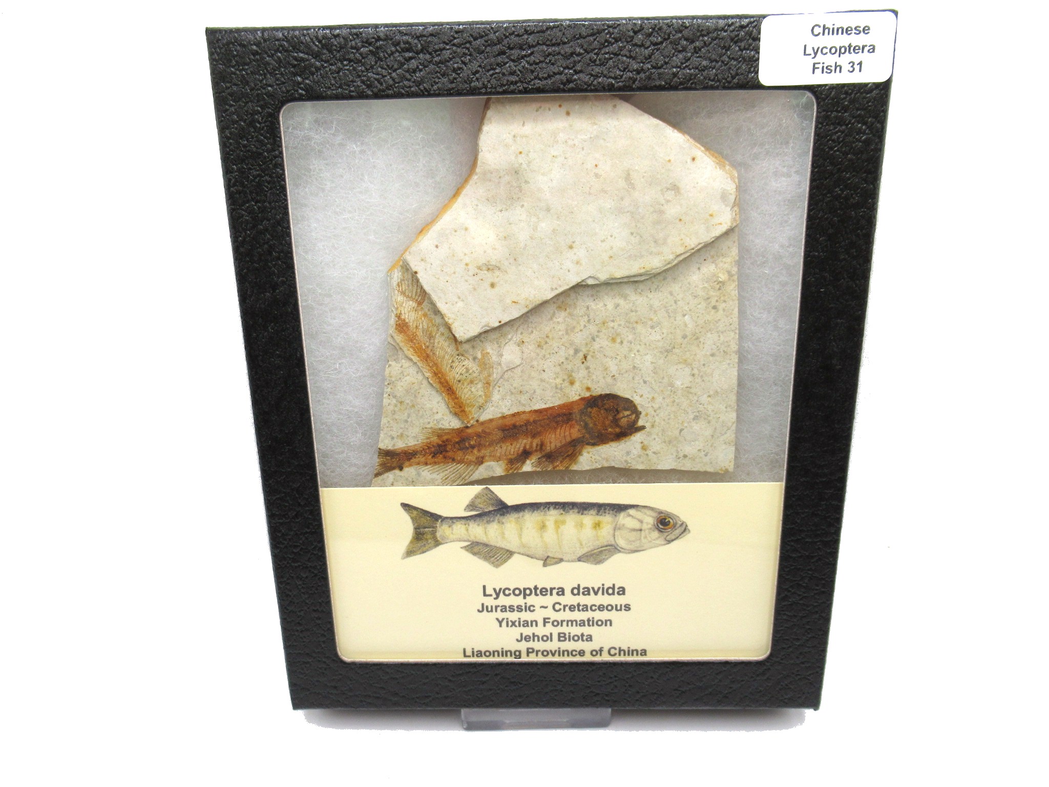 China Jurassic-Cretaceous Lycoptera Fish 31 | Fossils for Sale Genuine Jurassic to Cretaceous Age Lycoptera Fish Fossil for Sale from China #31