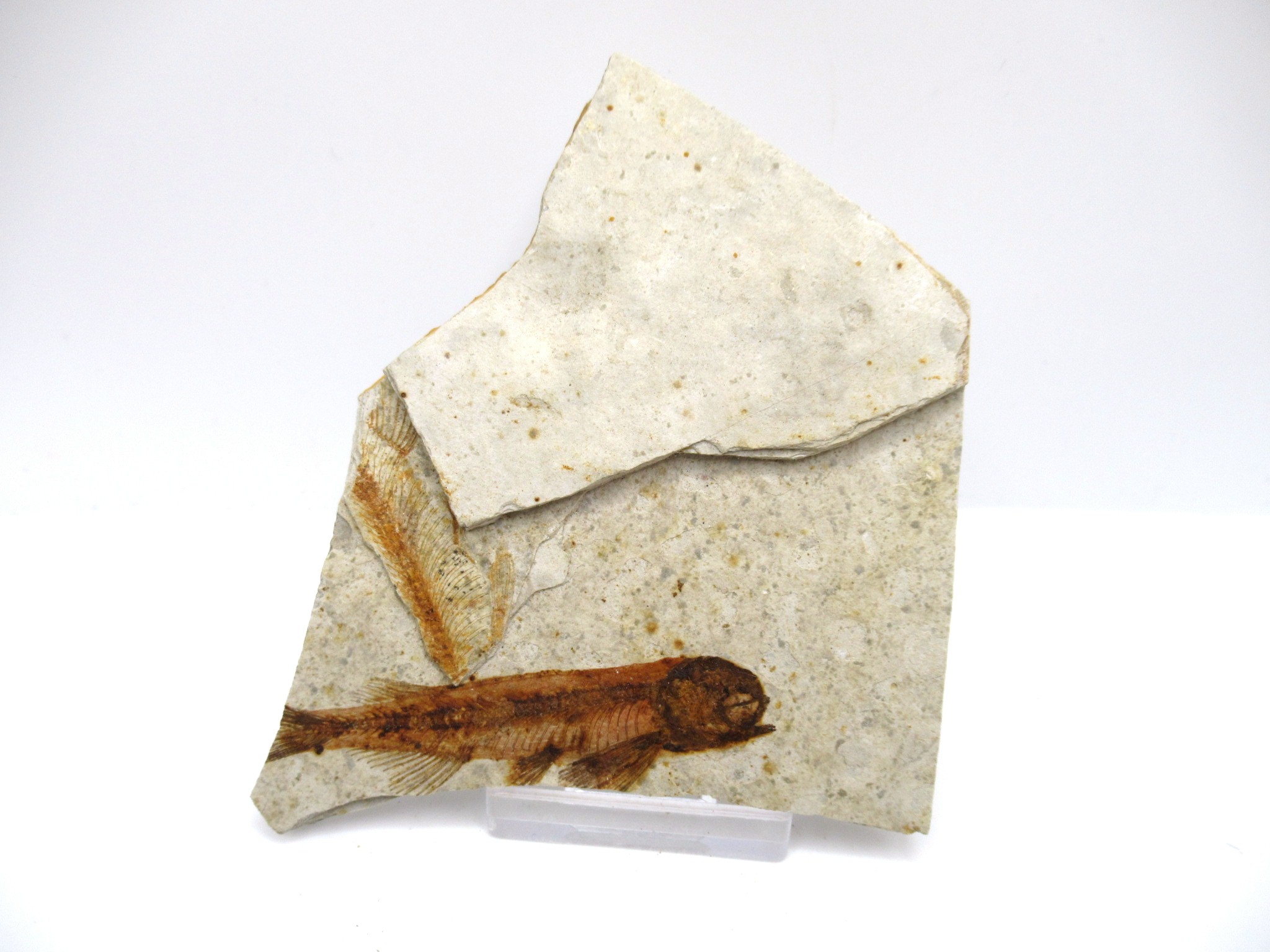 China Jurassic-Cretaceous Lycoptera Fish 31a | Fossils for Sale Genuine Jurassic to Cretaceous Age Lycoptera Fish Fossil for Sale from China #31a