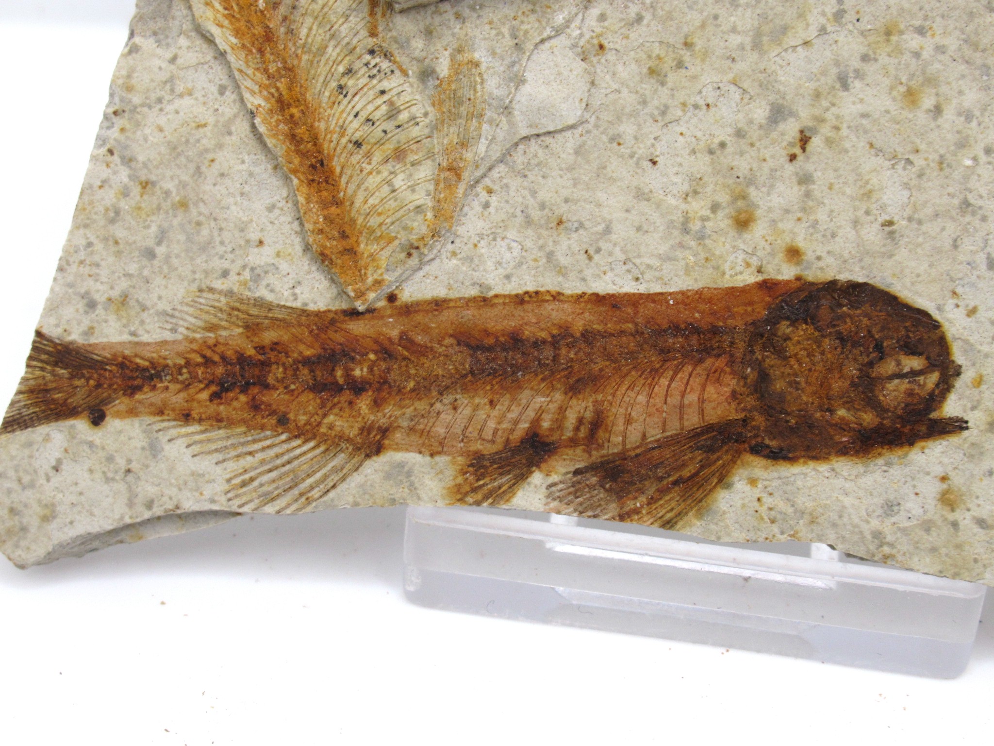 China Jurassic-Cretaceous Lycoptera Fish 31b | Fossils for Sale Genuine Jurassic to Cretaceous Age Lycoptera Fish Fossil for Sale from China #31b