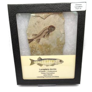 China Jurassic-Cretaceous Lycoptera Fish 32 | Fossils for Sale Genuine Jurassic to Cretaceous Age Lycoptera Fish Fossil for Sale from China #32