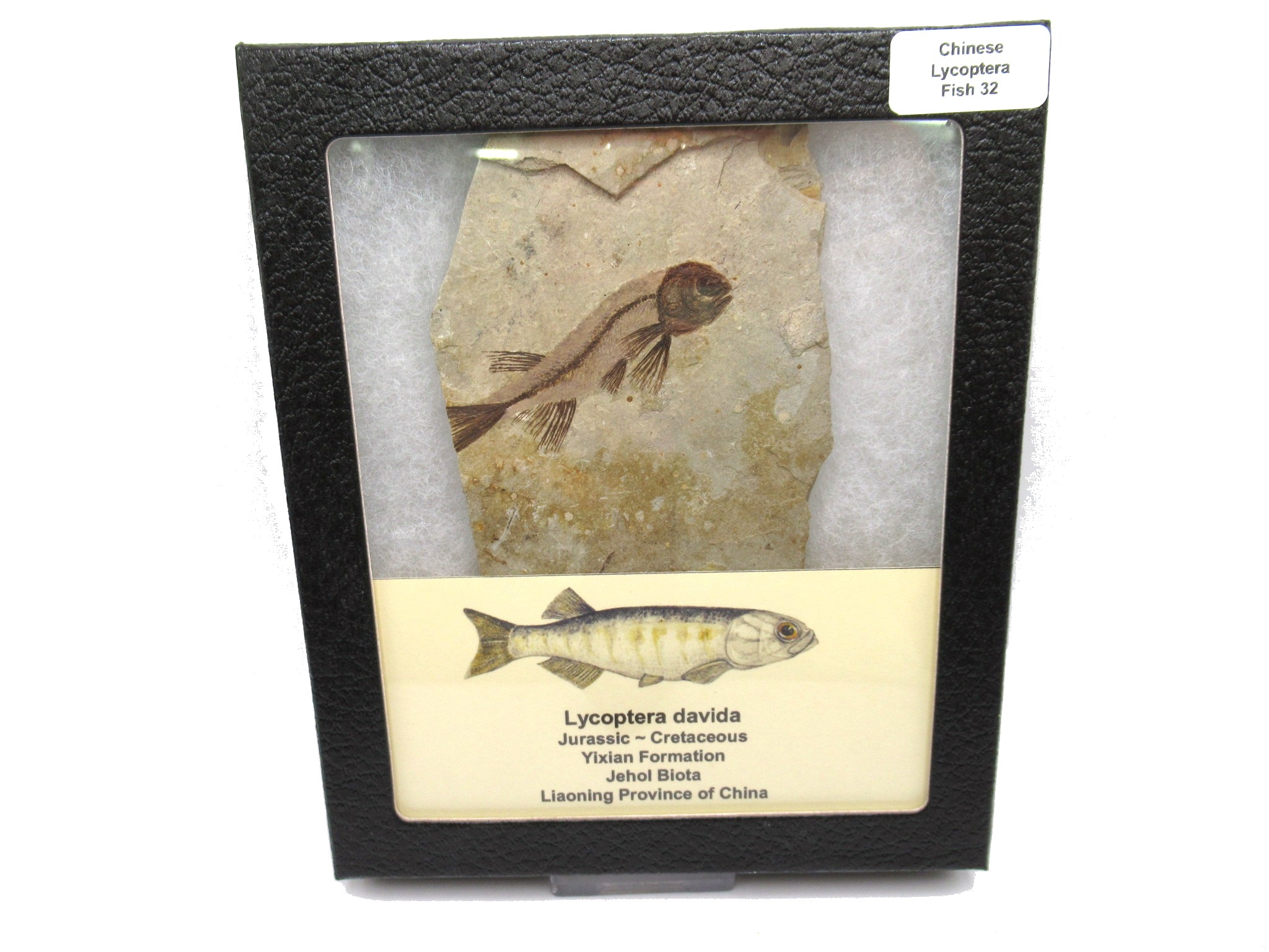 China Jurassic-Cretaceous Lycoptera Fish 32 | Fossils for Sale Genuine Jurassic to Cretaceous Age Lycoptera Fish Fossil for Sale from China #32
