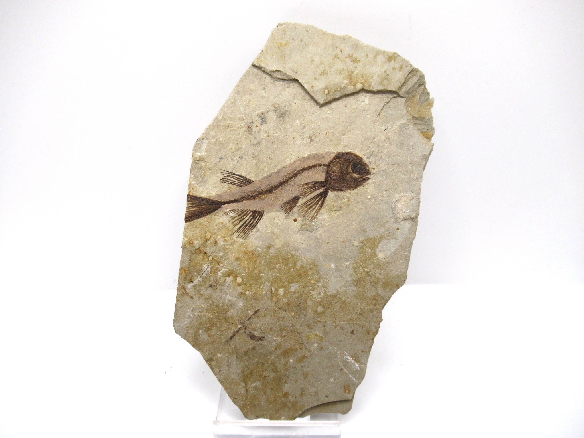 China Jurassic-Cretaceous Lycoptera Fish 32a | Fossils for Sale Genuine Jurassic to Cretaceous Age Lycoptera Fish Fossil for Sale from China #32a