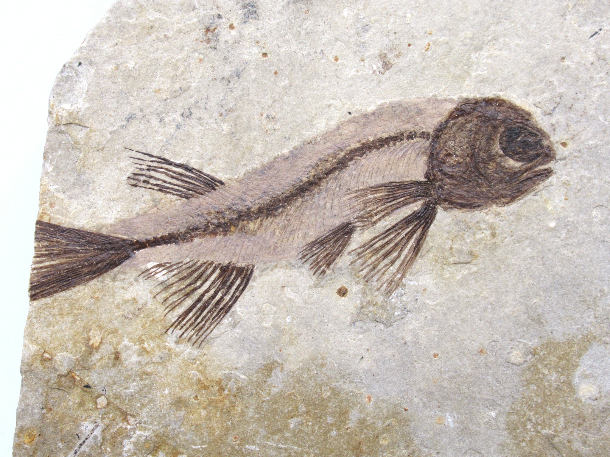 China Jurassic-Cretaceous Lycoptera Fish 32b | Fossils for Sale Genuine Jurassic to Cretaceous Age Lycoptera Fish Fossil for Sale from China #32b