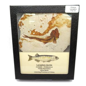 China Jurassic-Cretaceous Lycoptera Fish 34 | Fossils for Sale Genuine Jurassic to Cretaceous Age Lycoptera Fish Fossil for Sale from China #34