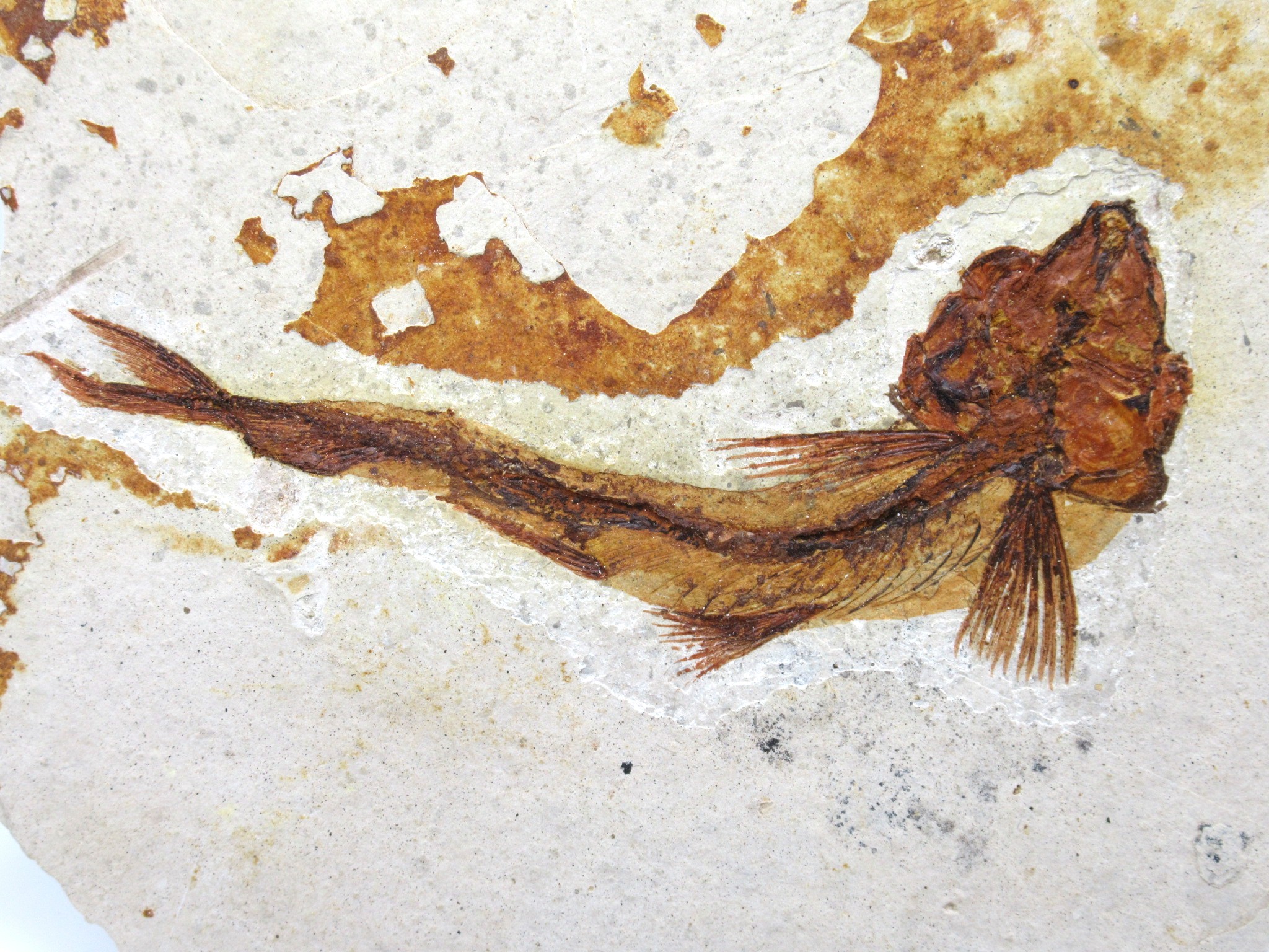 China Jurassic-Cretaceous Lycoptera Fish 34b | Fossils for Sale Genuine Jurassic to Cretaceous Age Lycoptera Fish Fossil for Sale from China #34b