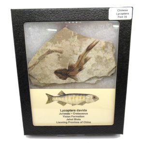 China Jurassic-Cretaceous Lycoptera Fish 35 | Fossils for Sale Genuine Jurassic to Cretaceous Age Lycoptera Fish Fossil for Sale from China #35