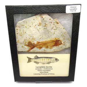 China Jurassic-Cretaceous Lycoptera Fish 36 | Fossils for Sale Genuine Jurassic to Cretaceous Age Lycoptera Fish Fossil for Sale from China #36