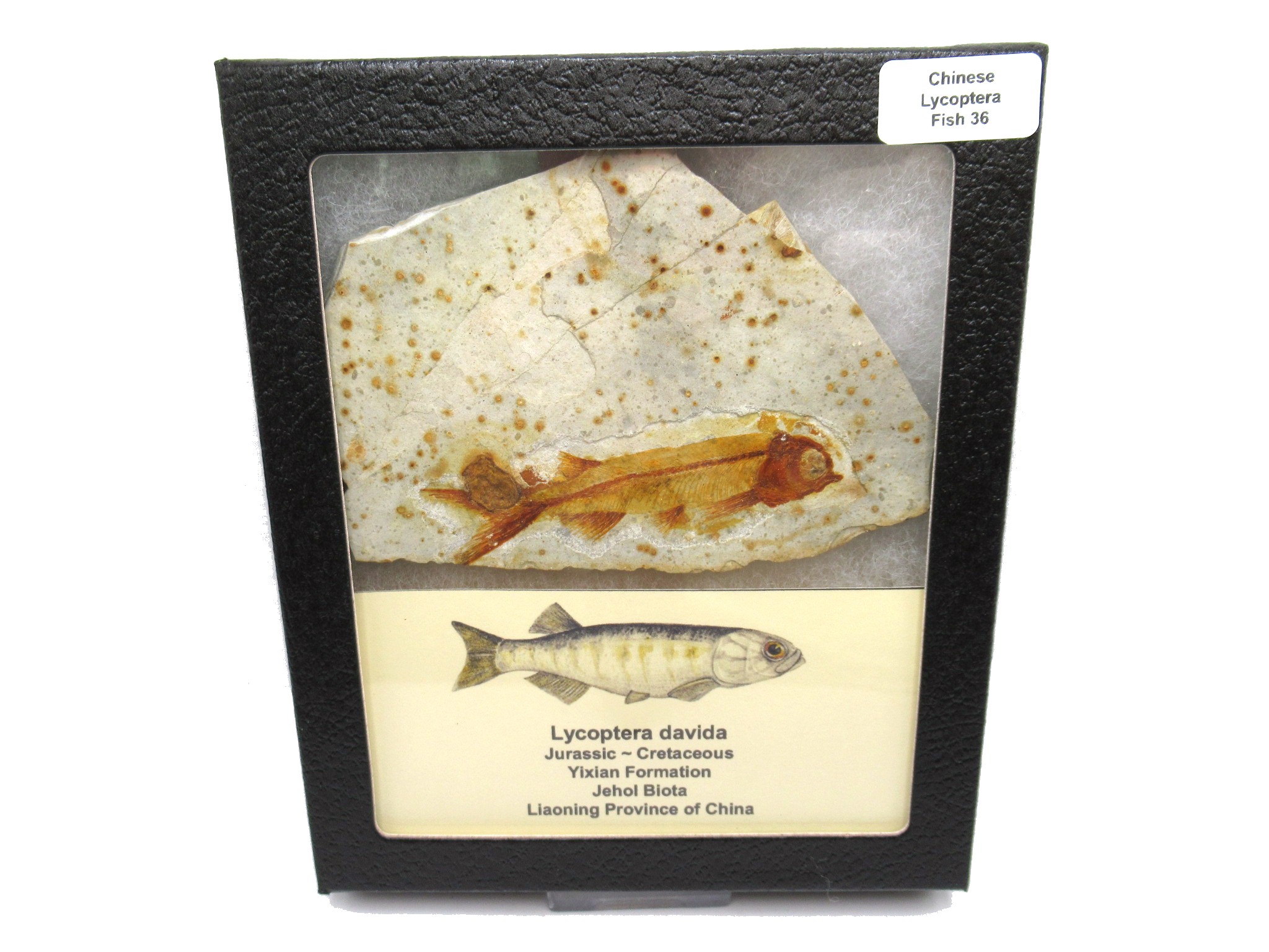 China Jurassic-Cretaceous Lycoptera Fish 36 | Fossils for Sale Genuine Jurassic to Cretaceous Age Lycoptera Fish Fossil for Sale from China #36