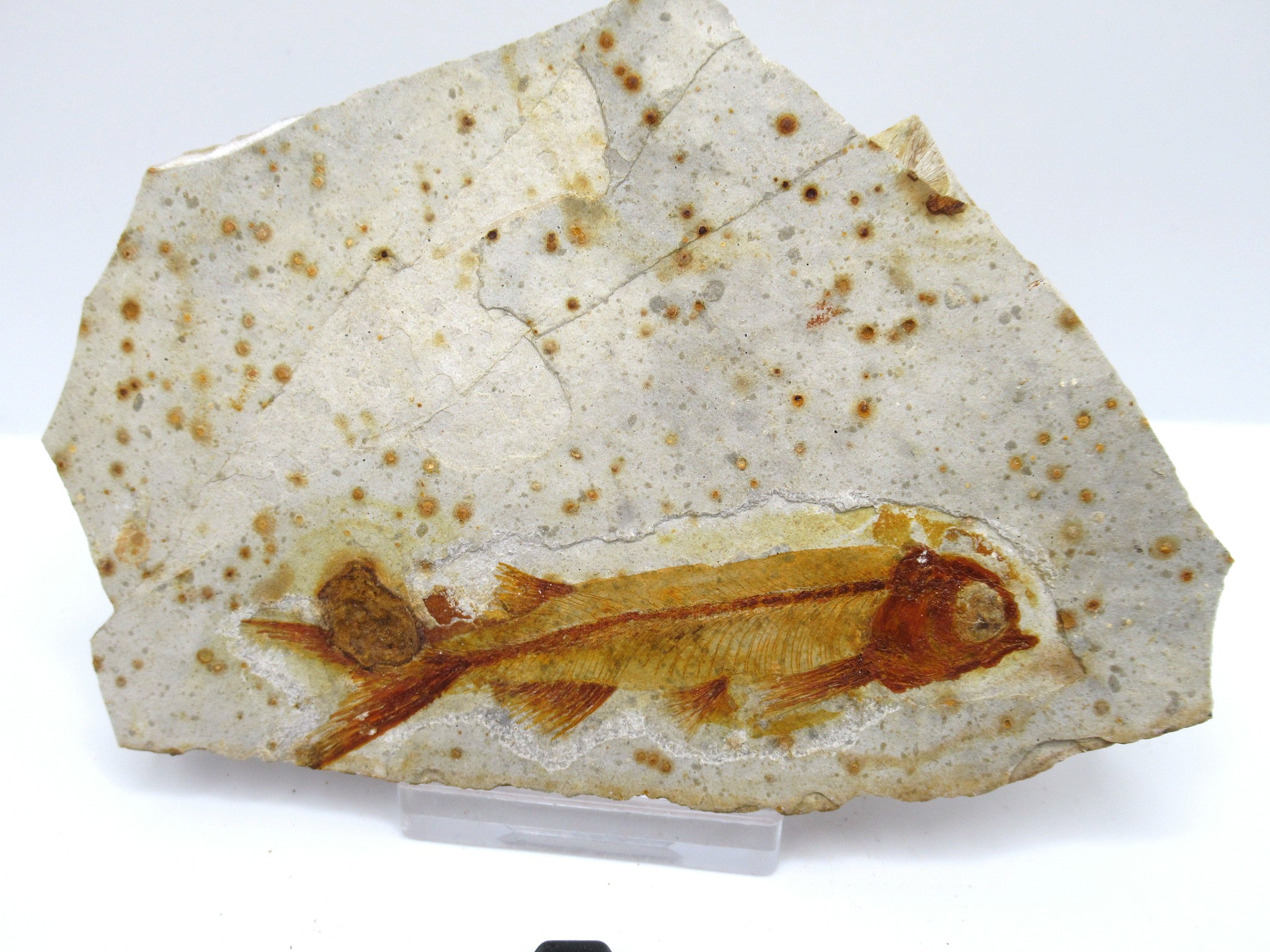 China Jurassic-Cretaceous Lycoptera Fish 36a | Fossils for Sale Genuine Jurassic to Cretaceous Age Lycoptera Fish Fossil for Sale from China #36a