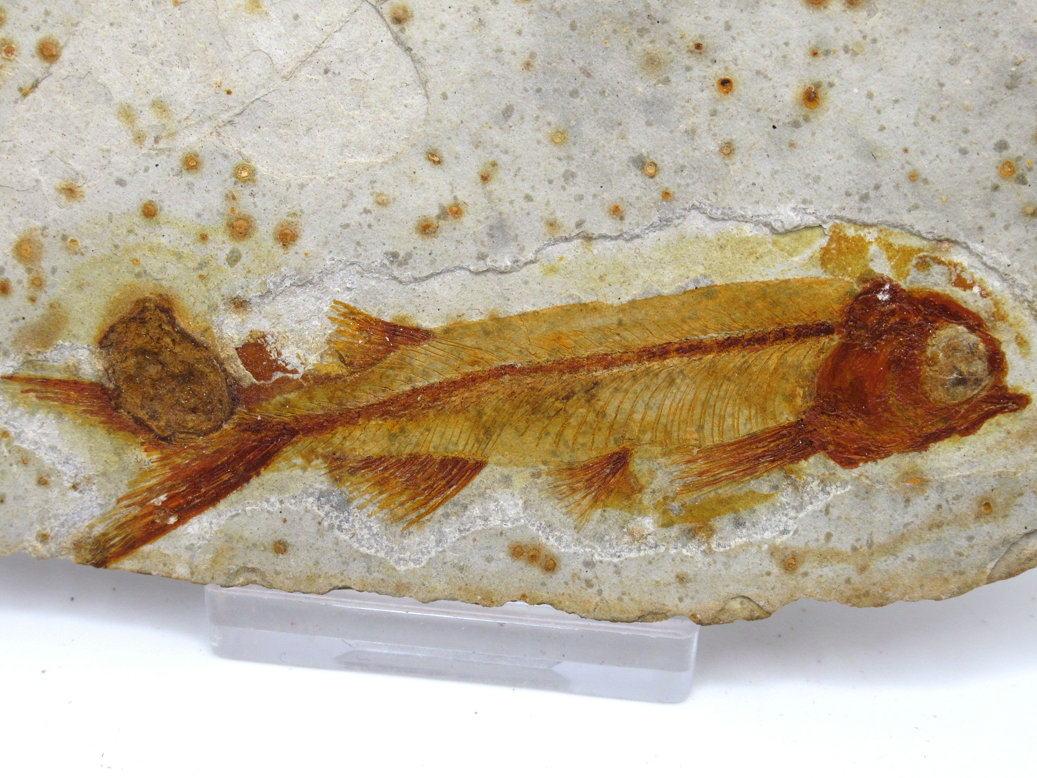 China Jurassic-Cretaceous Lycoptera Fish 36b | Fossils for Sale Genuine Jurassic to Cretaceous Age Lycoptera Fish Fossil for Sale from China #36b