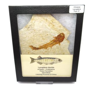 China Jurassic-Cretaceous Lycoptera Fish 37 | Fossils for Sale Genuine Jurassic to Cretaceous Age Lycoptera Fish Fossil for Sale from China #37