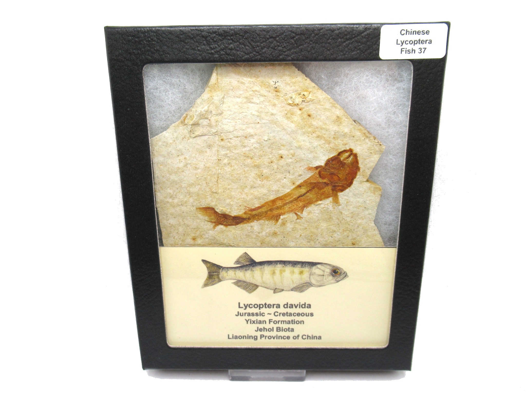 China Jurassic-Cretaceous Lycoptera Fish 37 | Fossils for Sale Genuine Jurassic to Cretaceous Age Lycoptera Fish Fossil for Sale from China #37