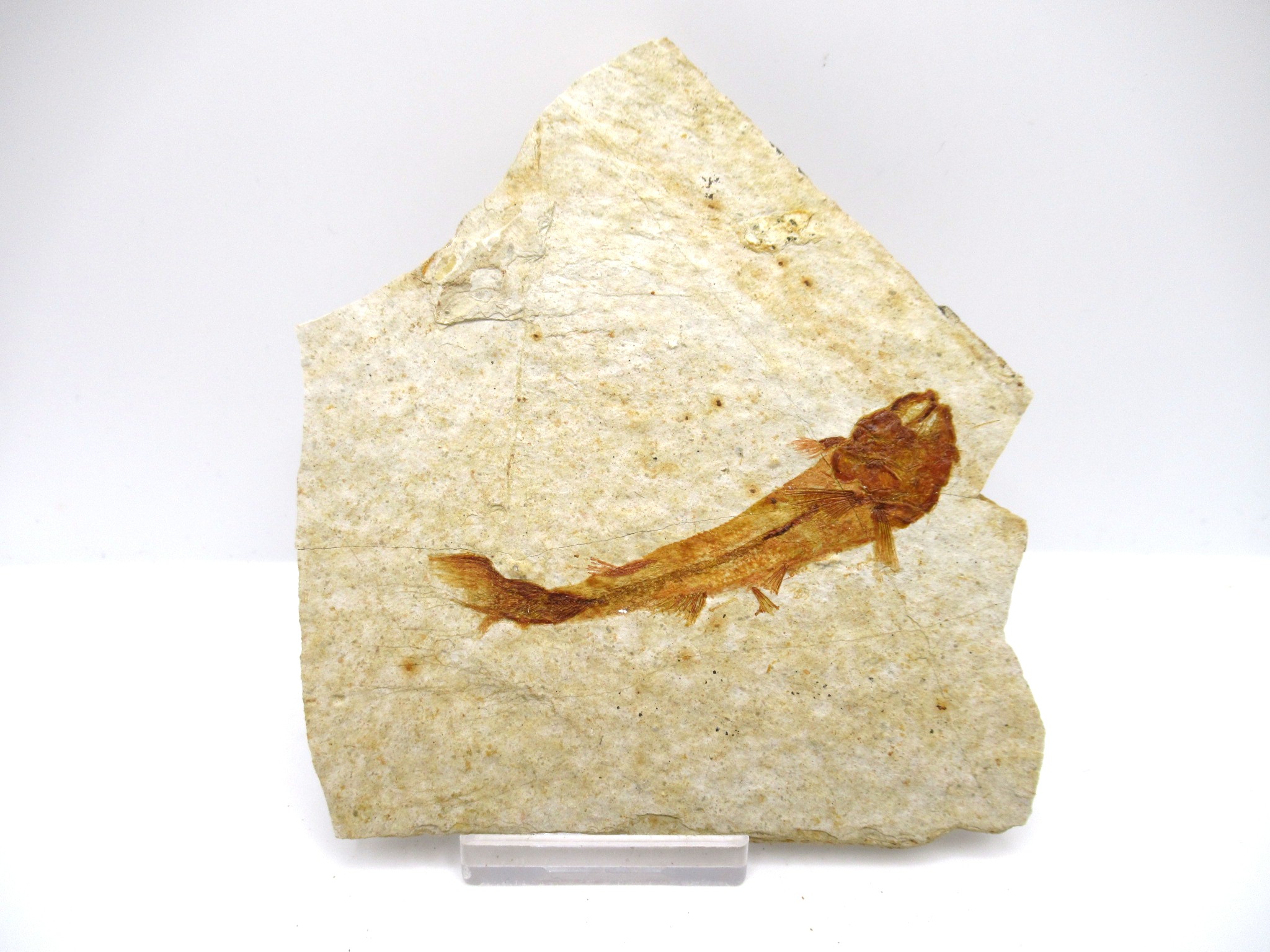 China Jurassic-Cretaceous Lycoptera Fish 37a | Fossils for Sale Genuine Jurassic to Cretaceous Age Lycoptera Fish Fossil for Sale from China #37a