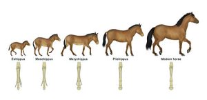 Evolution of Horses | Fossils for Sale Evolution of Horses