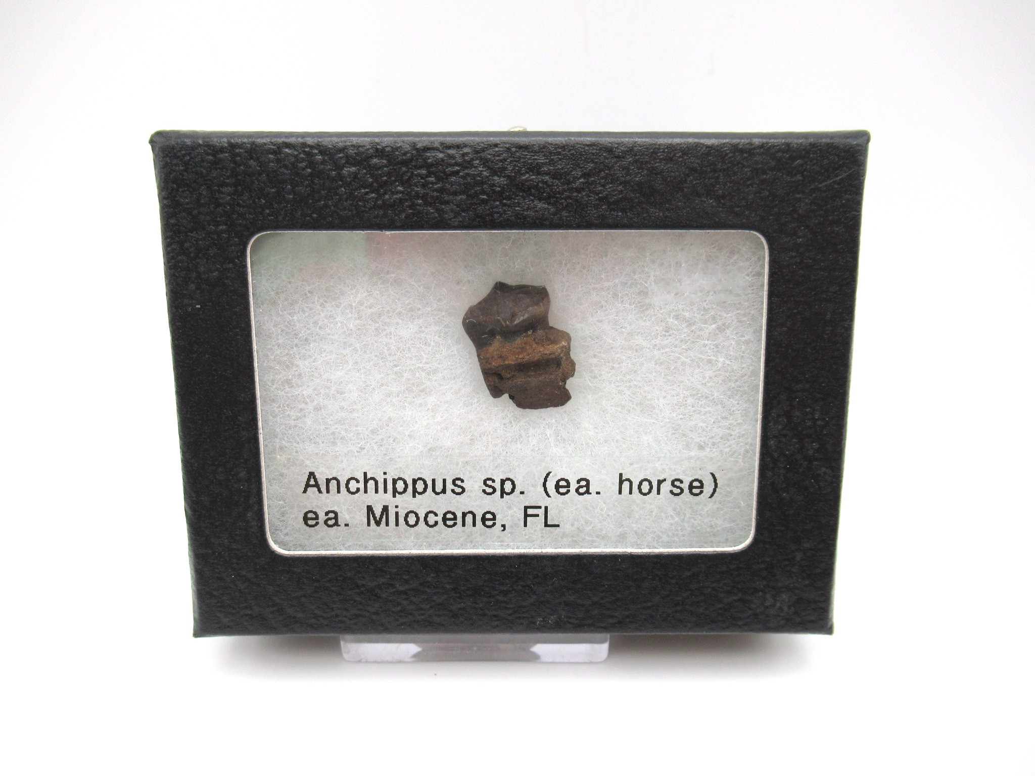 Florida Miocene Anchippus 3-Toed Horse 1 | Fossils for Sale Genuine Miocene Age Anchippus 3-Toed Horse from Florida for Sale #1