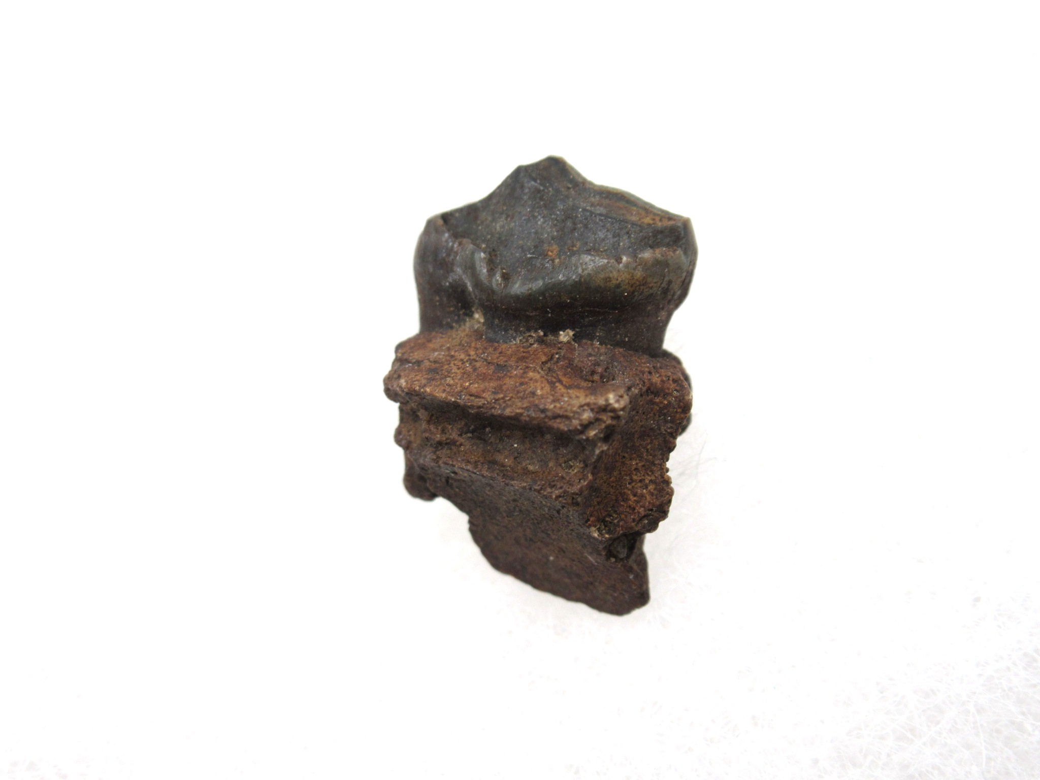 Florida Miocene Anchippus 3-Toed Horse 1a | Fossils for Sale Genuine Miocene Age Anchippus 3-Toed Horse from Florida for Sale #1a