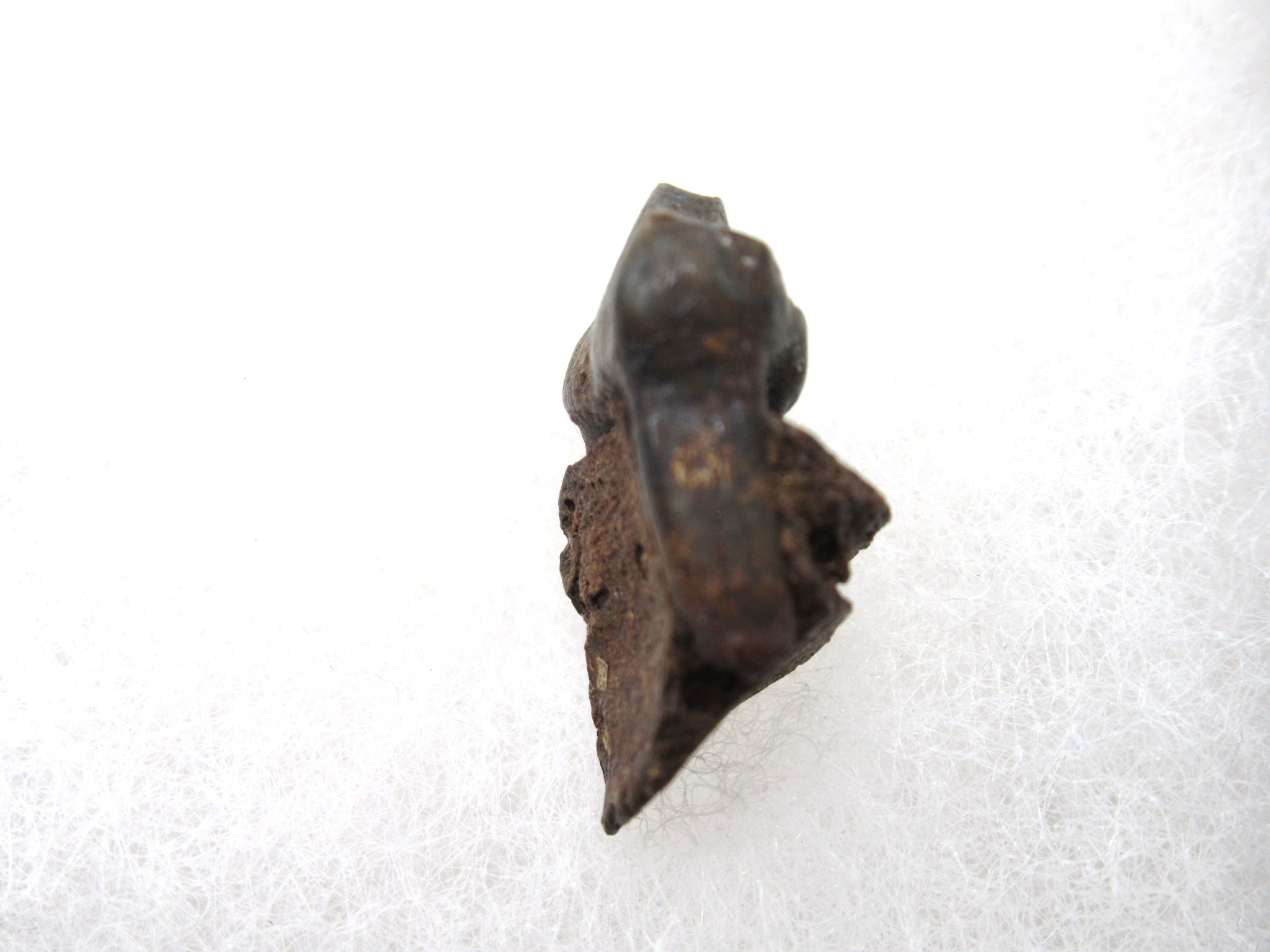 Florida Miocene Anchippus 3-Toed Horse 1d | Fossils for Sale Genuine Miocene Age Anchippus 3-Toed Horse from Florida for Sale #1d