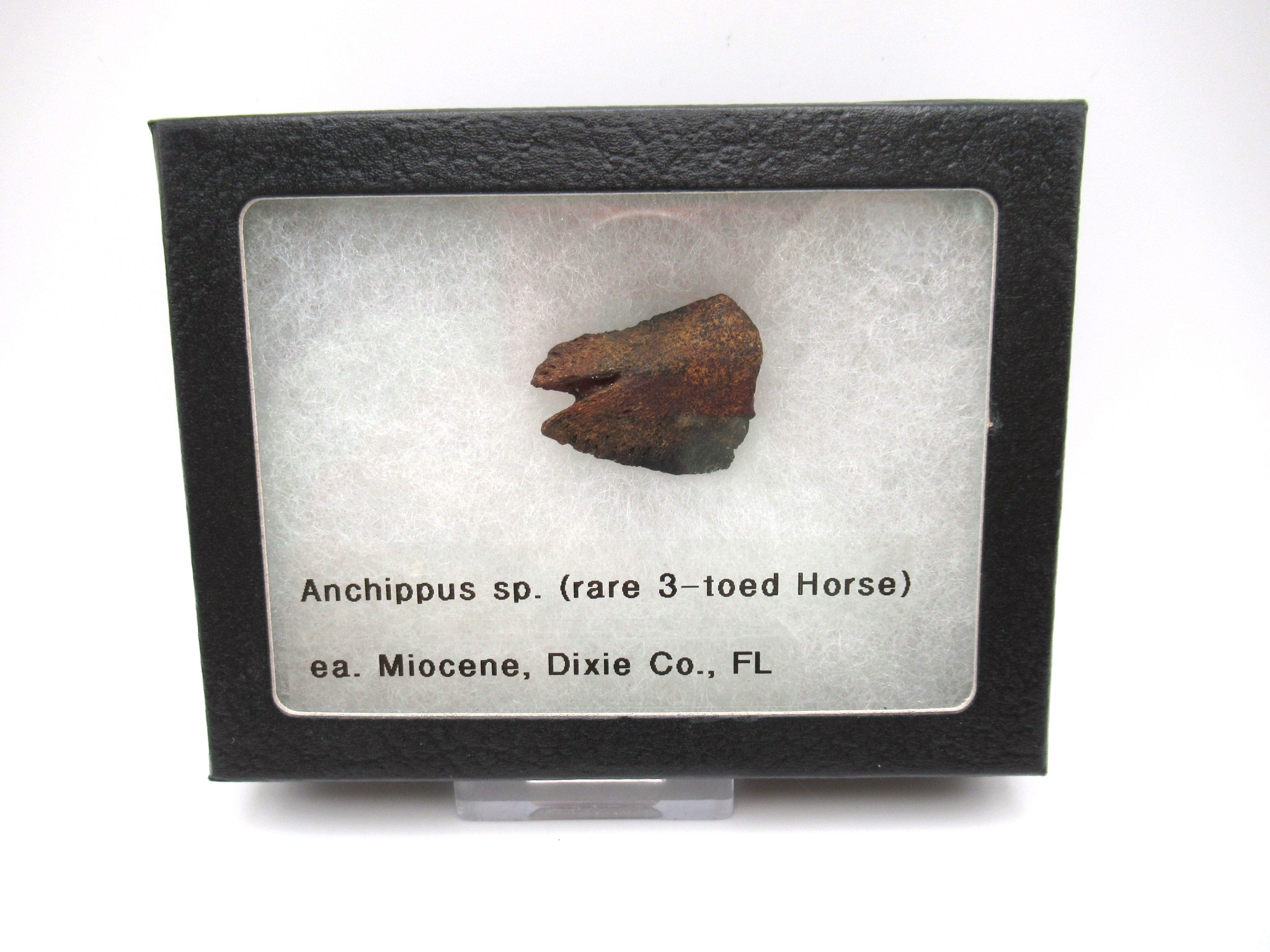 Florida Miocene Anchippus 3-Toed Horse 2 | Fossils for Sale Genuine Miocene Age Anchippus 3-Toed Horse from Florida for Sale #2