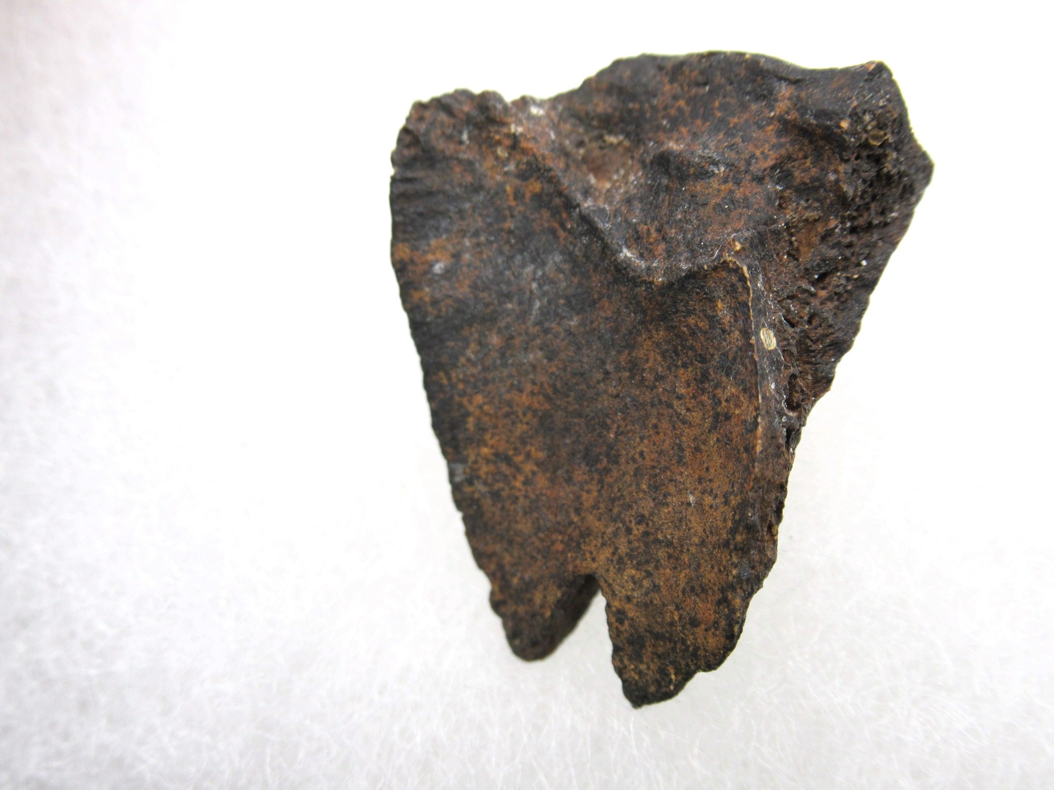 Florida Miocene Anchippus 3-Toed Horse 2b | Fossils for Sale Genuine Miocene Age Anchippus 3-Toed Horse from Florida for Sale #2b