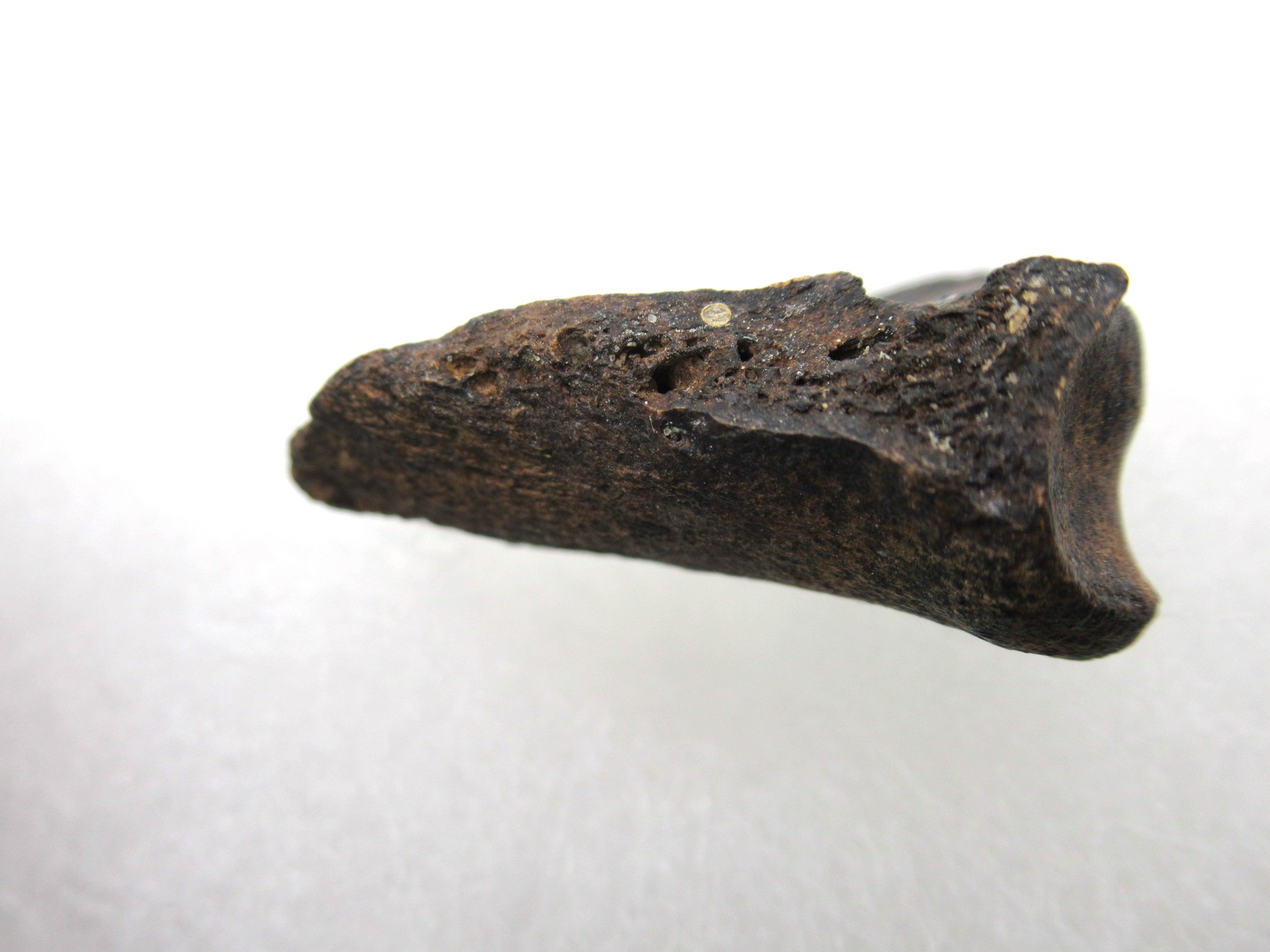 Florida Miocene Anchippus 3-Toed Horse 2c | Fossils for Sale Genuine Miocene Age Anchippus 3-Toed Horse from Florida for Sale #2c