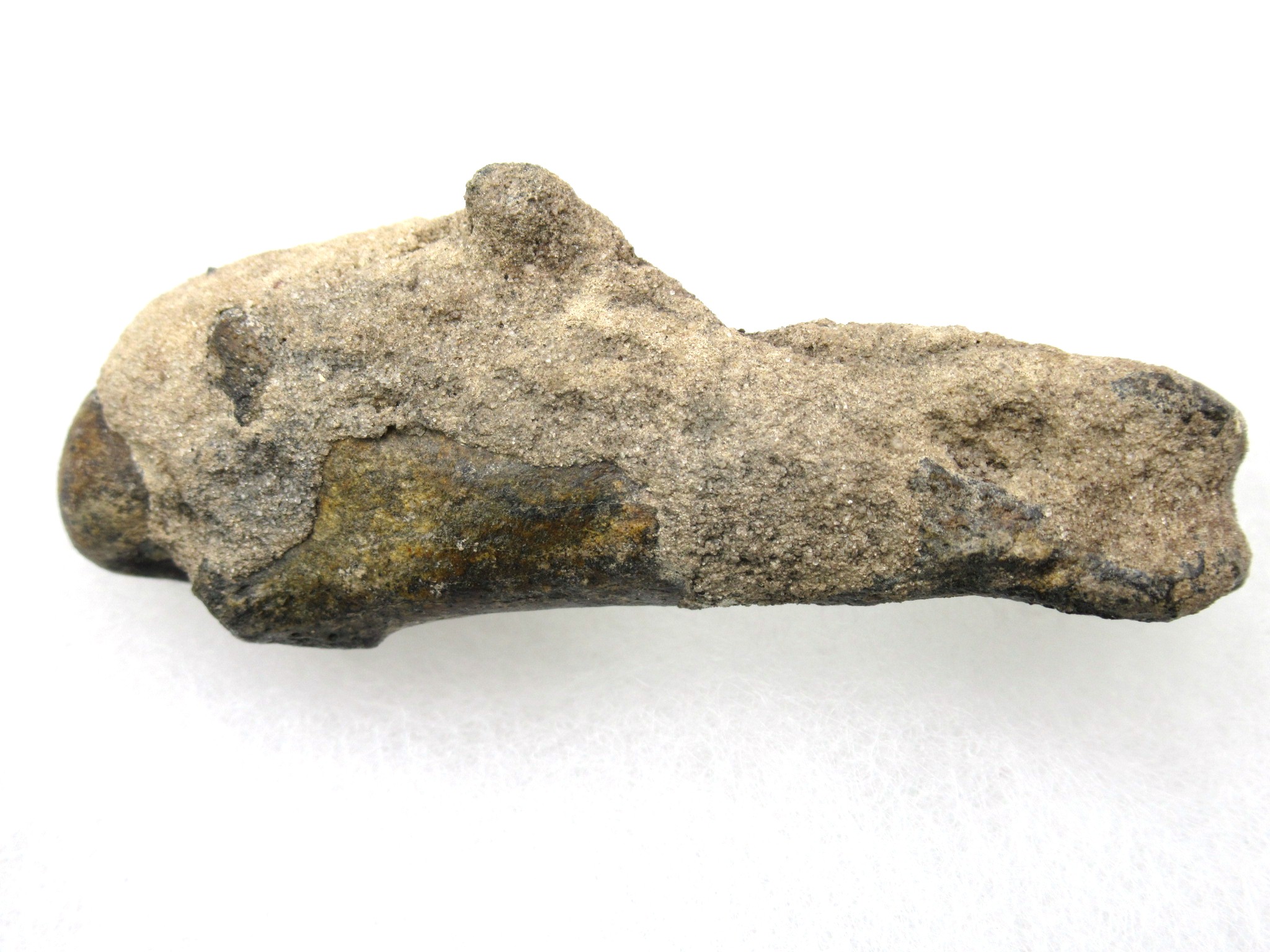 Florida Pleistocene Cave Bear Tooth 6d | Fossils for Sale Genuine Pleistocene Age Tremarctos Cave Bear Bone from Florida for Sale #6d