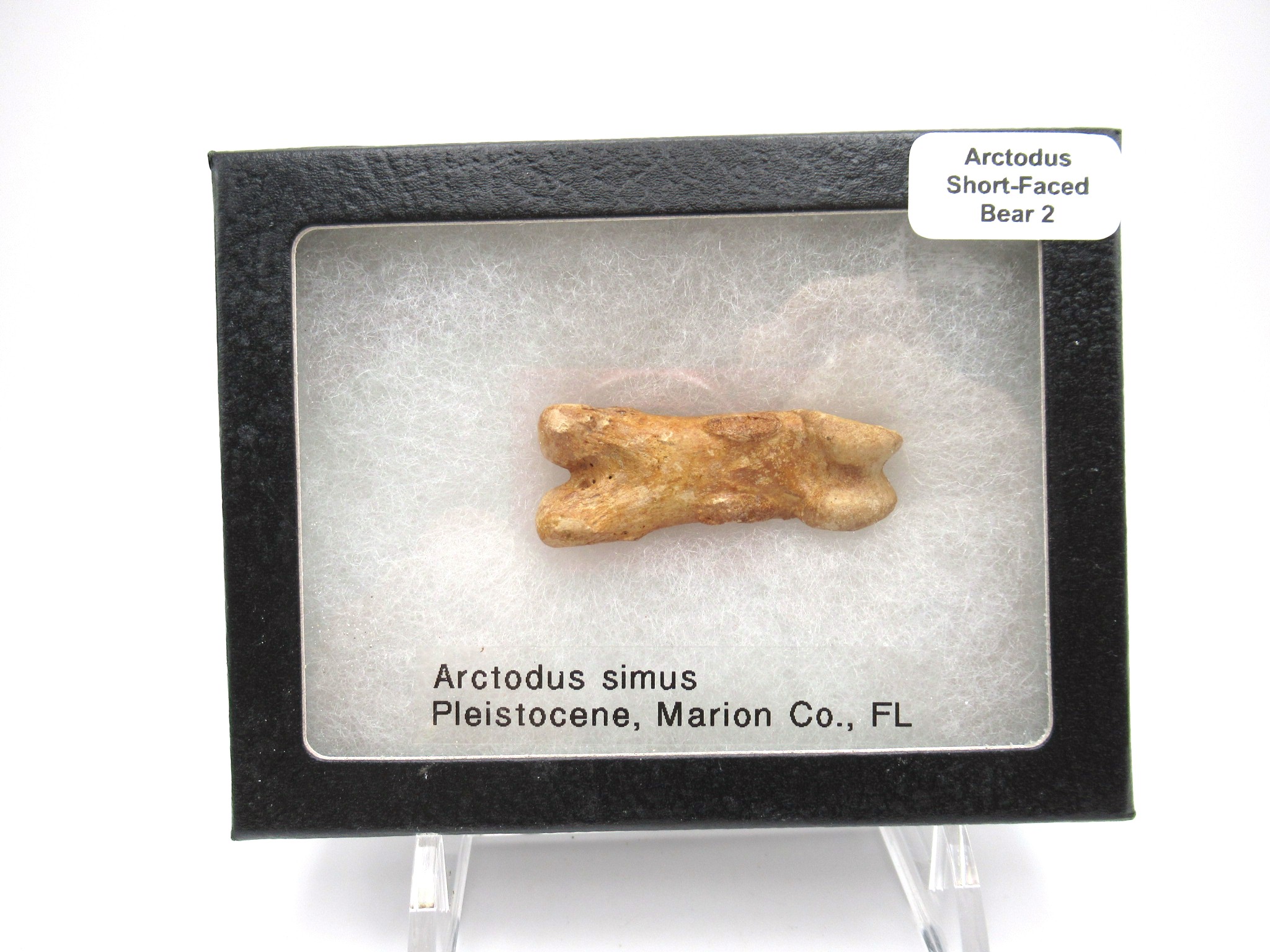 Florida Pleistocene Short-Faced Bear Bone 2 | Fossils for Sale Genuine Pleistocene Age Arctodus Short Faced Bear from Florida for Sale #2