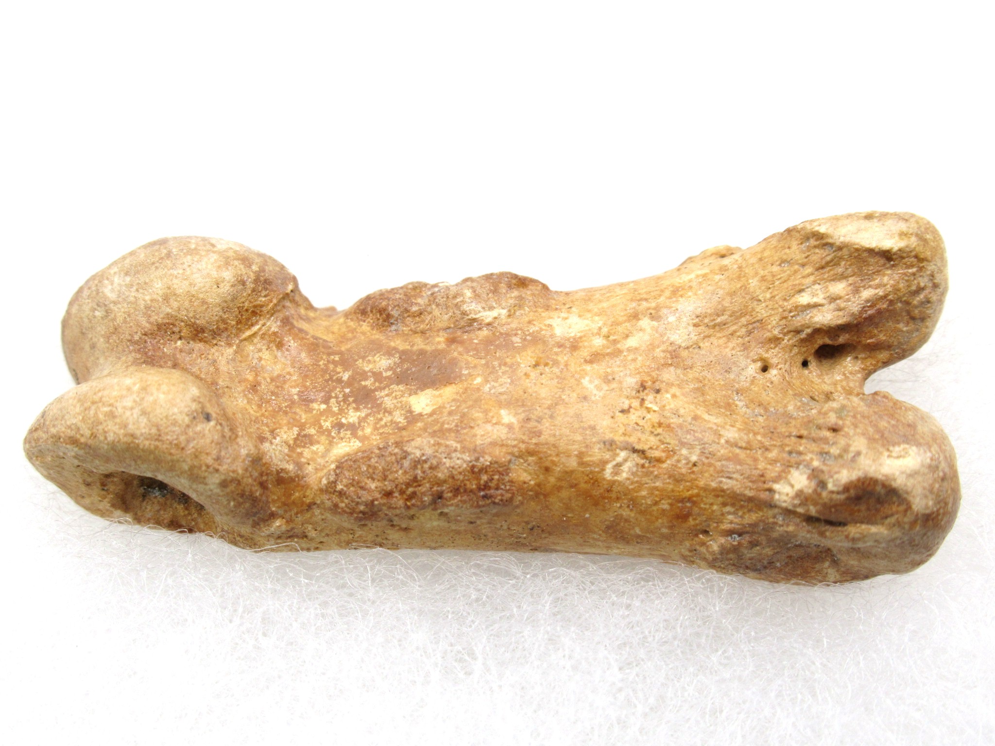 Florida Pleistocene Short-Faced Bear Bone 2a | Fossils for Sale Genuine Pleistocene Age Arctodus Short Faced Bear from Florida for Sale #2a