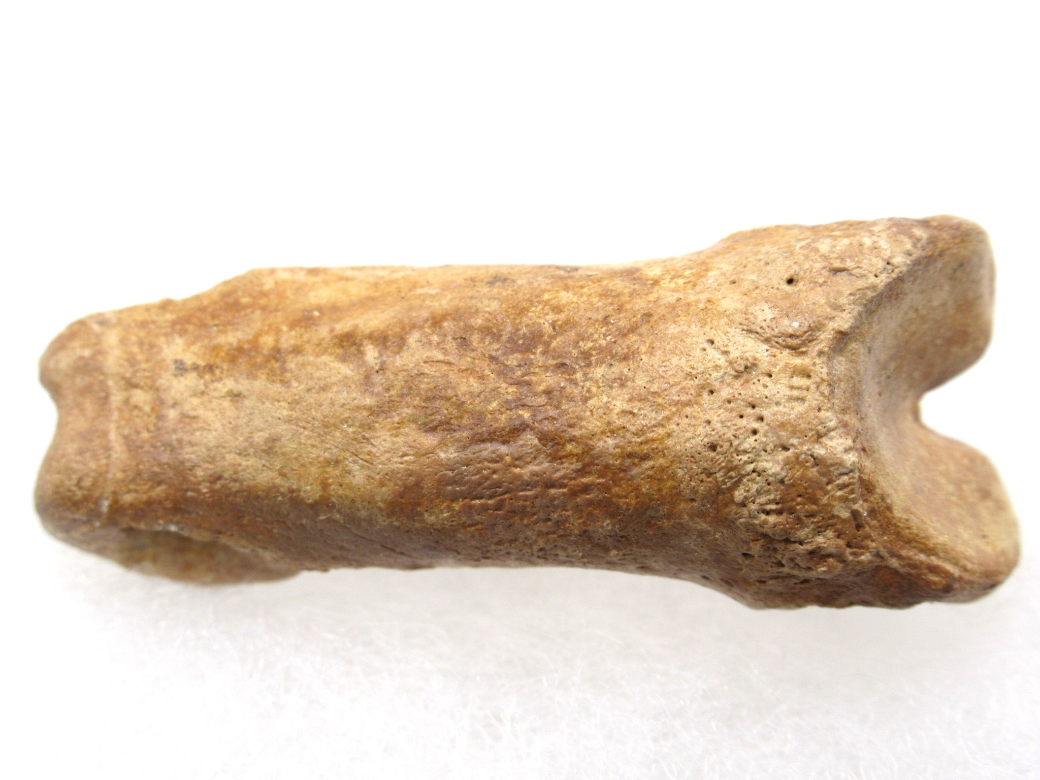 Florida Pleistocene Short-Faced Bear Bone 2b | Fossils for Sale Genuine Pleistocene Age Arctodus Short Faced Bear from Florida for Sale #2b