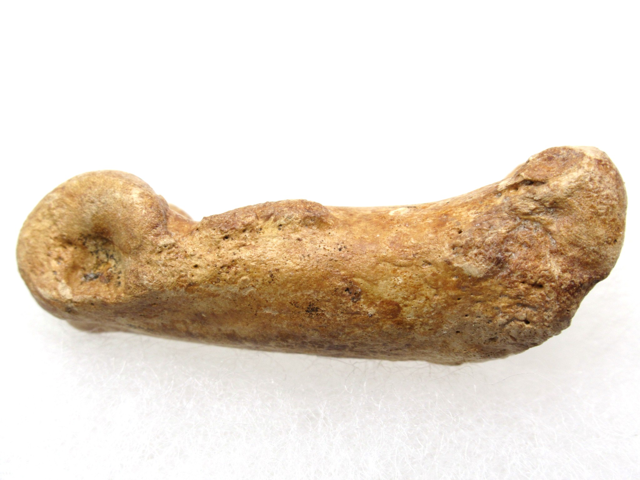 Florida Pleistocene Short-Faced Bear Bone 2c | Fossils for Sale Genuine Pleistocene Age Arctodus Short Faced Bear from Florida for Sale #2c