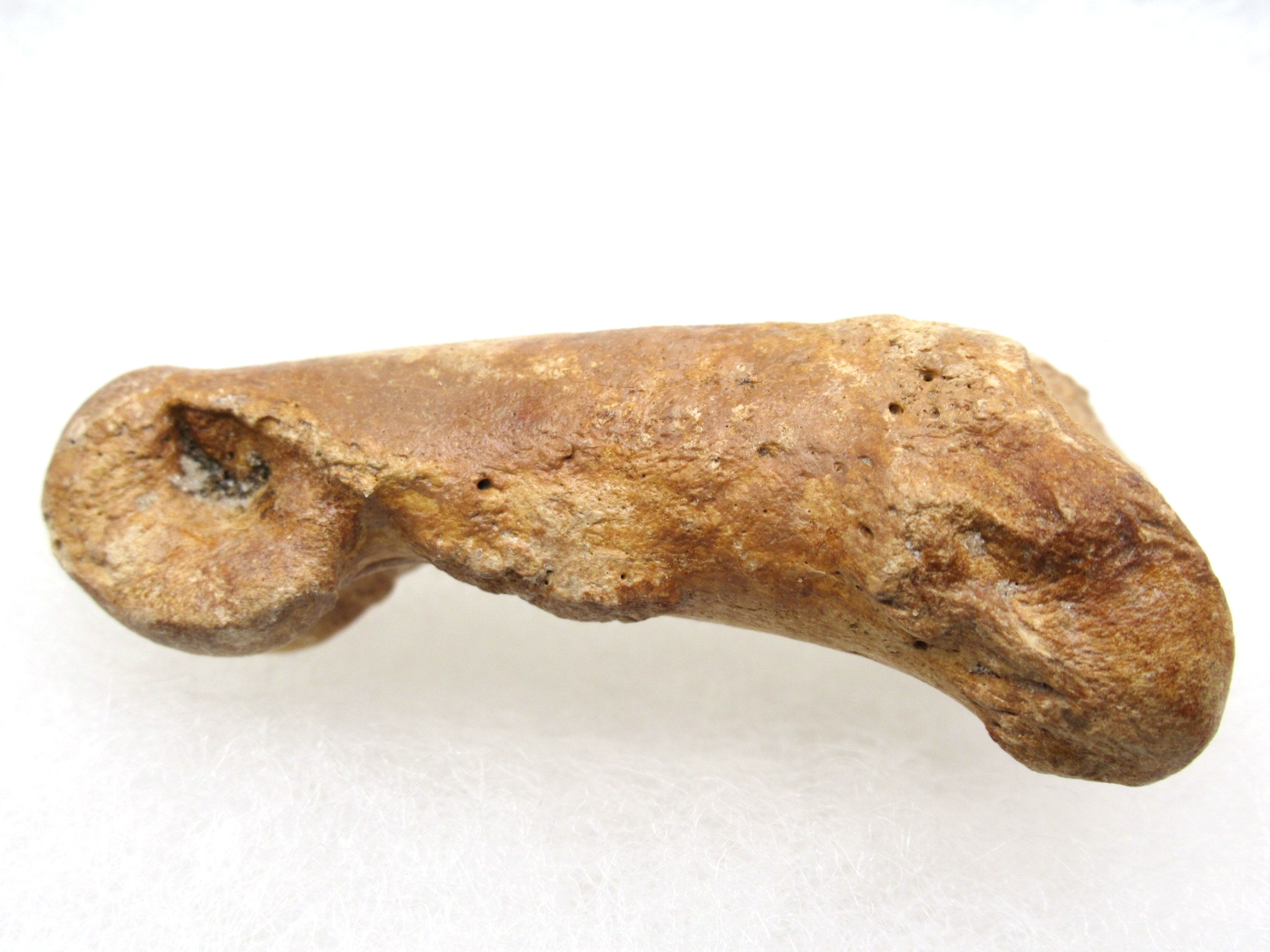 Florida Pleistocene Short-Faced Bear Bone 2d | Fossils for Sale Genuine Pleistocene Age Arctodus Short Faced Bear from Florida for Sale #2d