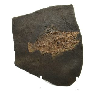 Genuine Eocene Age Messel Prepared Fish from Germany for Sale #1