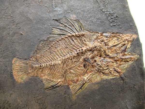 Genuine Eocene Age Messel Prepared Fish from Germany for Sale #1a