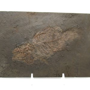 Genuine Eocene Age Messel Prepared Fish from Germany for Sale #2